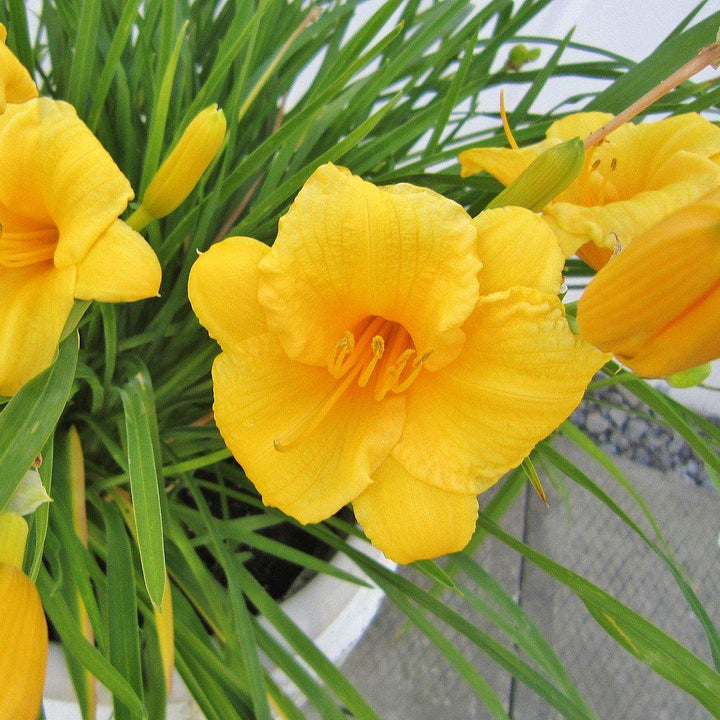 Hemerocallis fulva 'DHEMORANGE' ~ Monrovia® Endlesslily® Orange Daylily-ServeScape