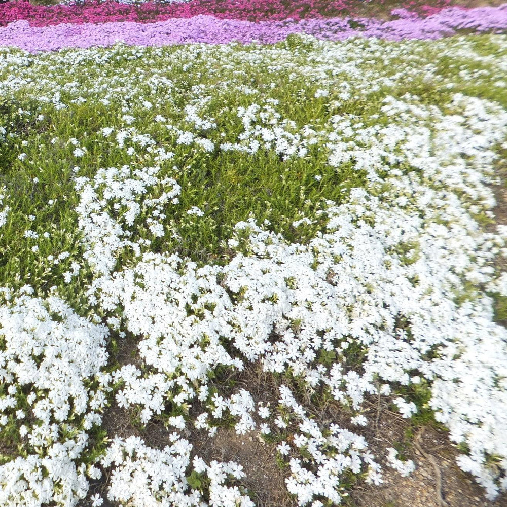 Phlox subulata ~ Creeping Phlox, White-ServeScape