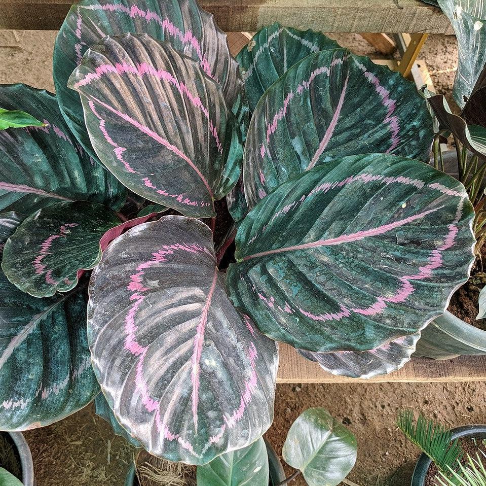 Calathea roseopicta 'Illustris' ~ Monrovia® Illustris Painted Prayer Plant-ServeScape