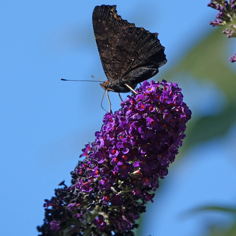 Buddleia davidii 'Summer Bird Midnight Blue' ~ Monrovia® Summer Bird® Midnight Blue Butterfly Bush-ServeScape