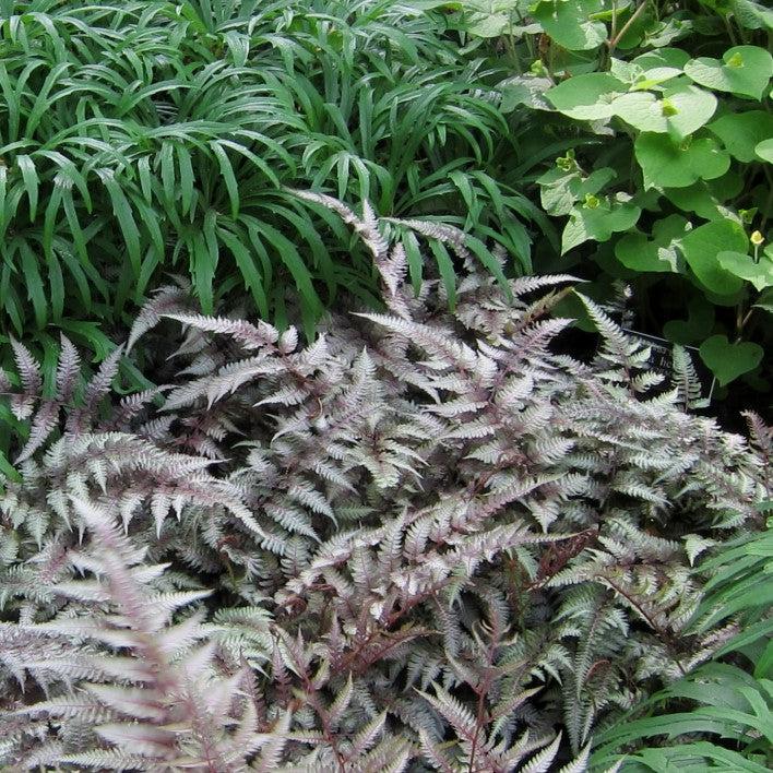 Athyrium niponicum var. pictum 'Burgundy Lace ~ Monrovia® Burgundy Lace Japanese Painted Fern-ServeScape