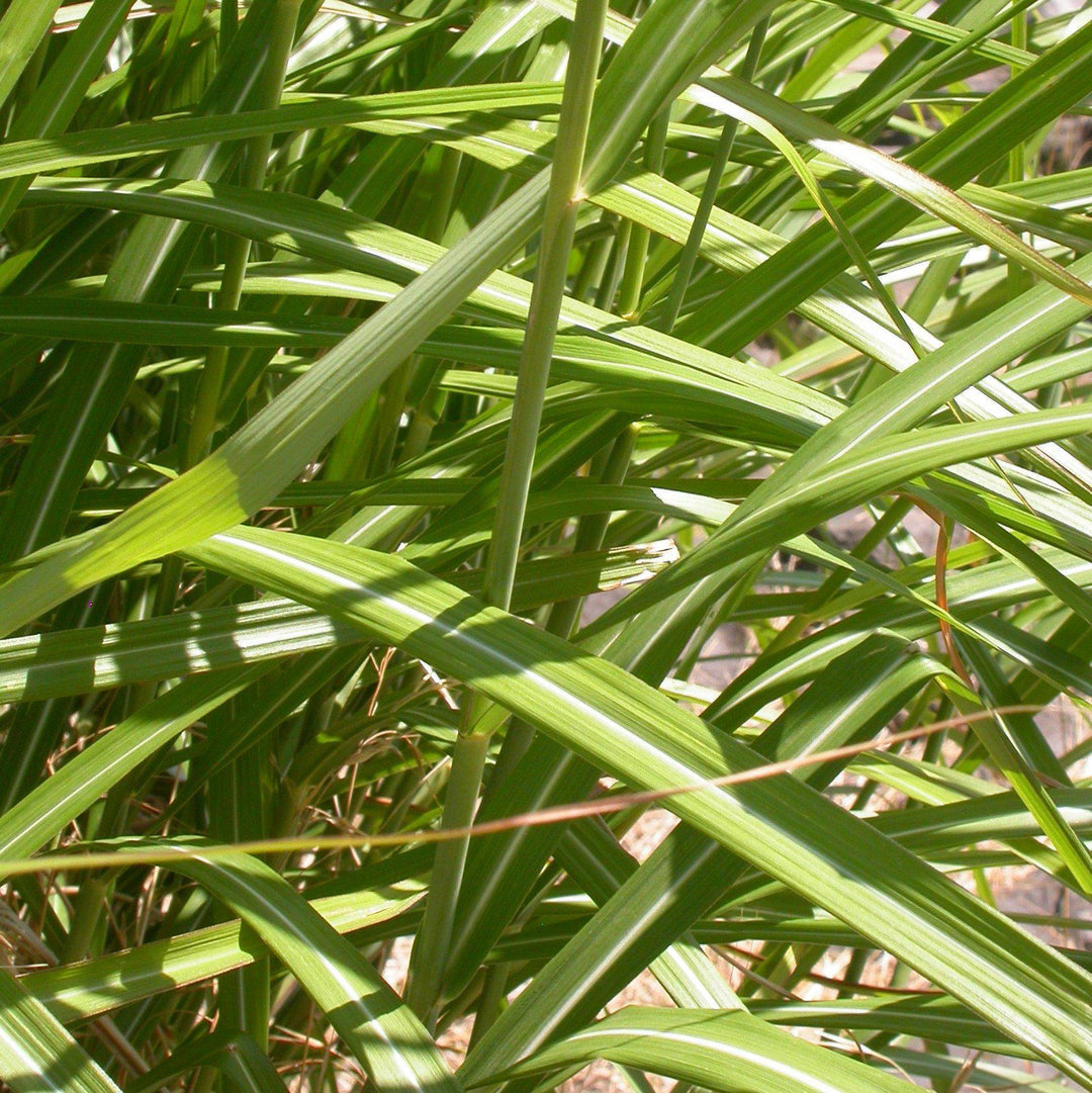 Miscanthus sinensis 'NCMS1' PP #26,387 ~ Monrovia® My Fair Maiden™ Maiden Grass-ServeScape