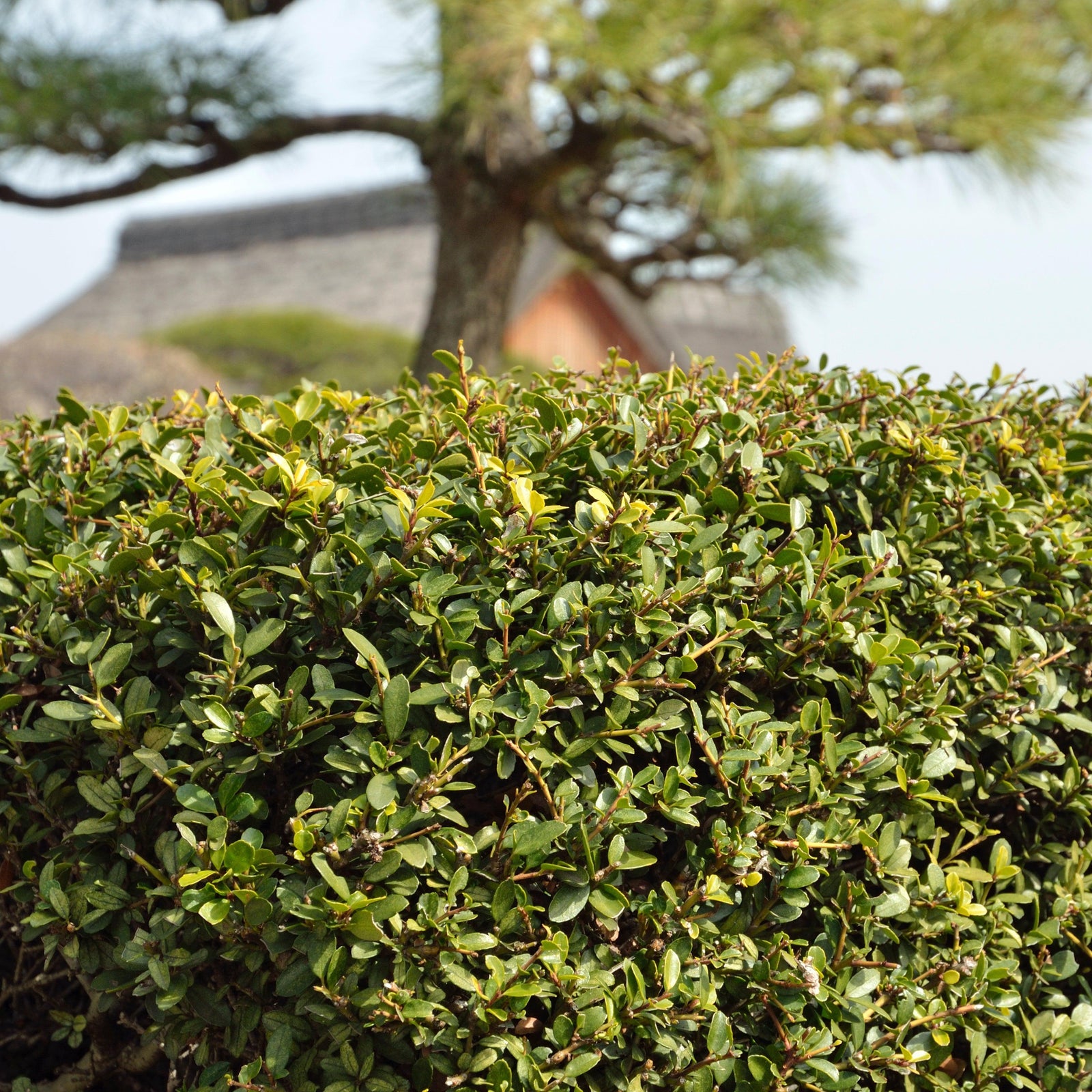 Ilex x crenata 'RutHol10' ~ Monrovia® Emerald Boxer™ Holly-ServeScape