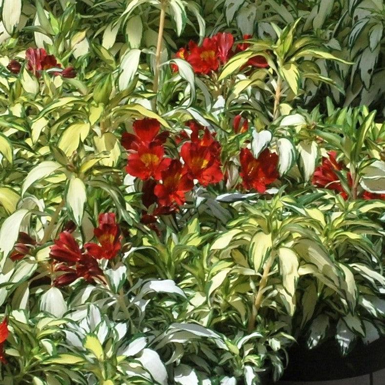 Alstroemeria x 'AlsDun01' PP21001 ~ Monrovia® Rock & Roll® Peruvian Lily-ServeScape