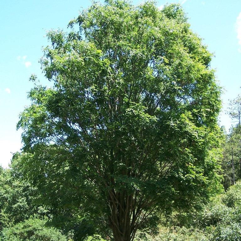 Zelkova serrata ~ Japanese Zelkova-ServeScape