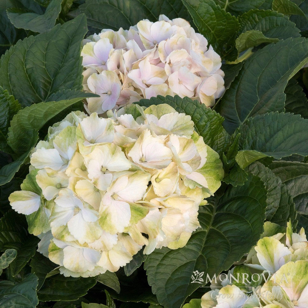 Hydrangea macrophylla 'HORTMABLO' PP30,268 ~ Monrovia® Seaside Serenade® Cape Lookout Hydrangea-ServeScape