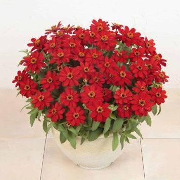 Zinnia grandiflora ‘Profusion Red’ ~ Profusion Red Zinnia-ServeScape