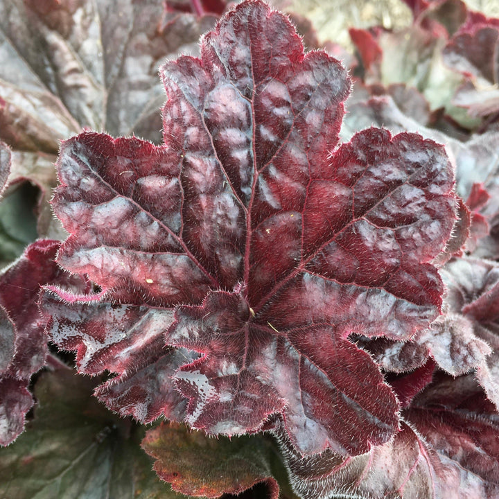 Heuchera x villosa TNHEUGB' ~ Monrovia® Grande™ Black Coral Bells, Heuchera-ServeScape