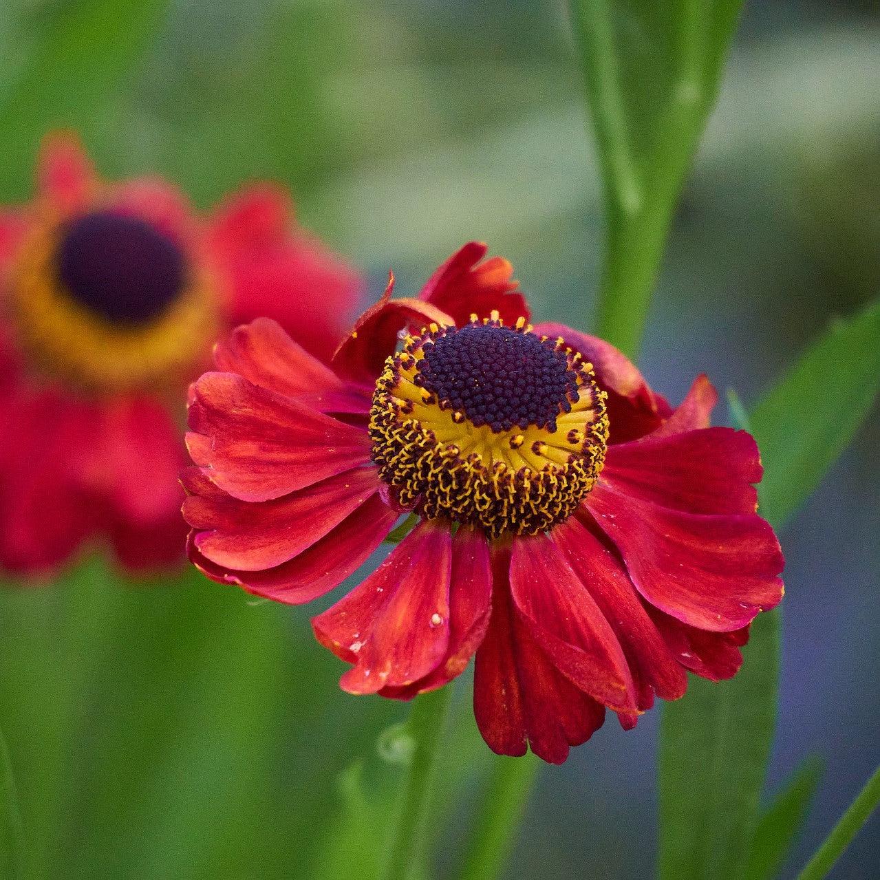 Helenium autumnale 'HayDay Red' ~ Monrovia® HayDay™ Red Sneezeweed-ServeScape