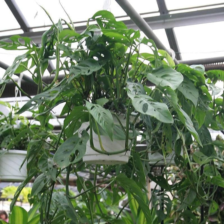 Monstera adansonii ~ Monrovia® Adanson's Swiss-Cheese Plant-ServeScape
