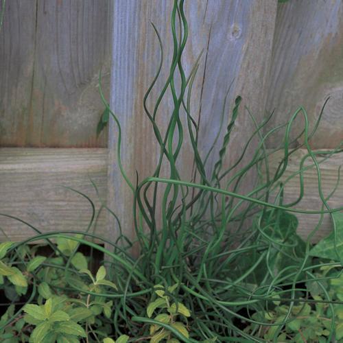 Juncus effusus 'Curly Wurly' ~ Monrovia® Curly Wurly Corkscrew Rush-ServeScape