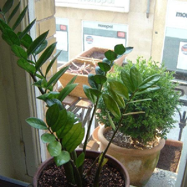 Zamio Zamioculcas 'Lucky Giant Leaf' ~ Monrovia® Lucky Giant ZZ Plant-ServeScape