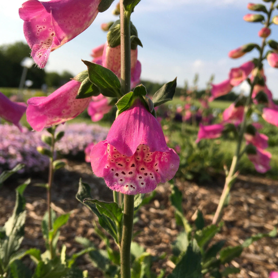 Digitalis x 'Pink Panther'~ Monrovia® Pink Panther Foxglove-ServeScape