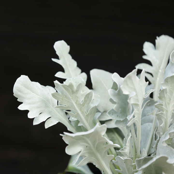 Senecio cineraria 'Snowy Owl' ~ Monrovia® Snowy Owl Dusty Miller-ServeScape
