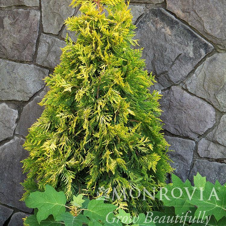 Thuja x 'MonPin' PP #25,363 ~ Monrovia® Ember Waves® Western Arborvitae-ServeScape