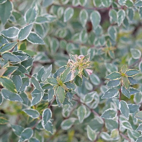 Abelia x grandiflora ‘Muadbd' ~ Mucho Gusto® Abelia-ServeScape