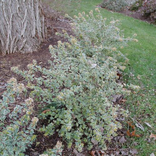 Abelia x grandiflora ‘Muadbd' ~ Mucho Gusto® Abelia-ServeScape