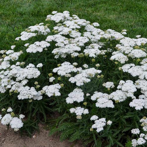 Achillea ’Firefly Diamond’ ~ PW® Firefly Diamond Yarrow-ServeScape