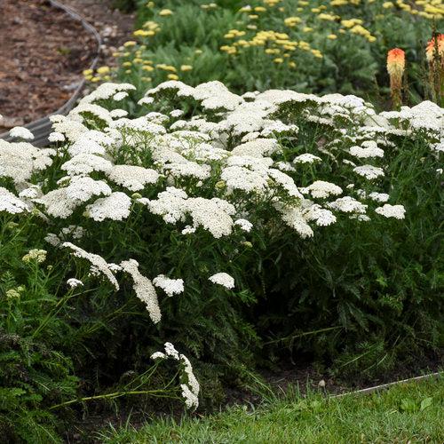 Achillea ’Firefly Diamond’ ~ PW® Firefly Diamond Yarrow-ServeScape