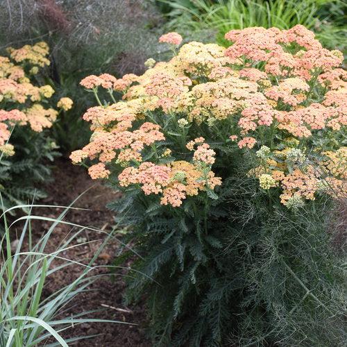 Achillea ’Firefly Peach Sky' ~ PW® Firefly Peach Sky Yarrow-ServeScape