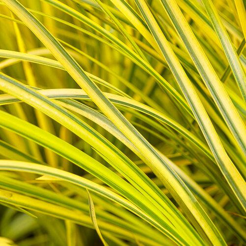 Acorus gramineus 'Ogon' ~ Monrovia® Graceful Grasses® Golden Variegated Sweet Flag-ServeScape