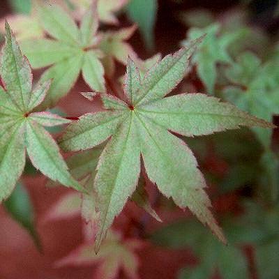 Acer palmatum 'Shindeshojo' ~ Shindeshojo Japanese Maple-ServeScape