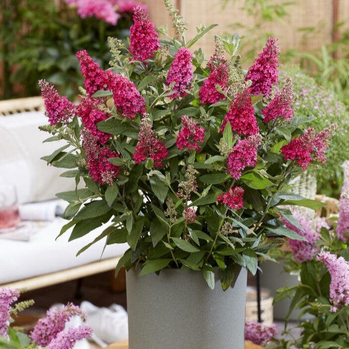 Buddleia davidii ‘BotEx 006’ PP34500 ~ Butterfly Candy™ Li'l Raspberry™ Butterfly Bush-ServeScape