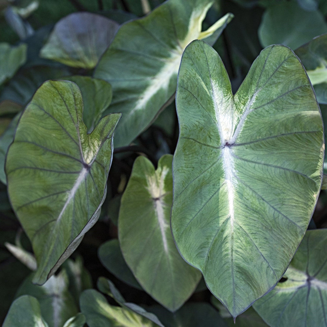 Colocasia esculenta 'Tropical Storm' ~ Monrovia® Royal Hawaiian® Tropical Storm Elephant Ear-ServeScape