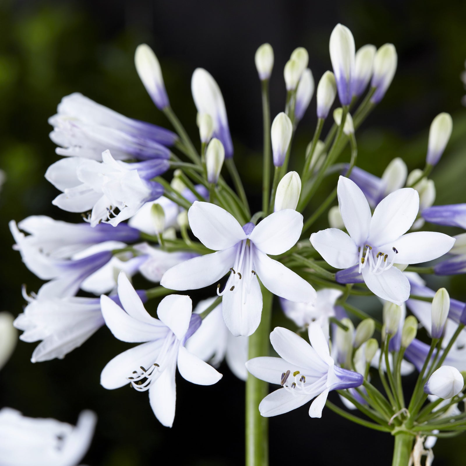 Agapanthus 'AMBIC001' ~ Monrovia® Twister Agapanthus-ServeScape