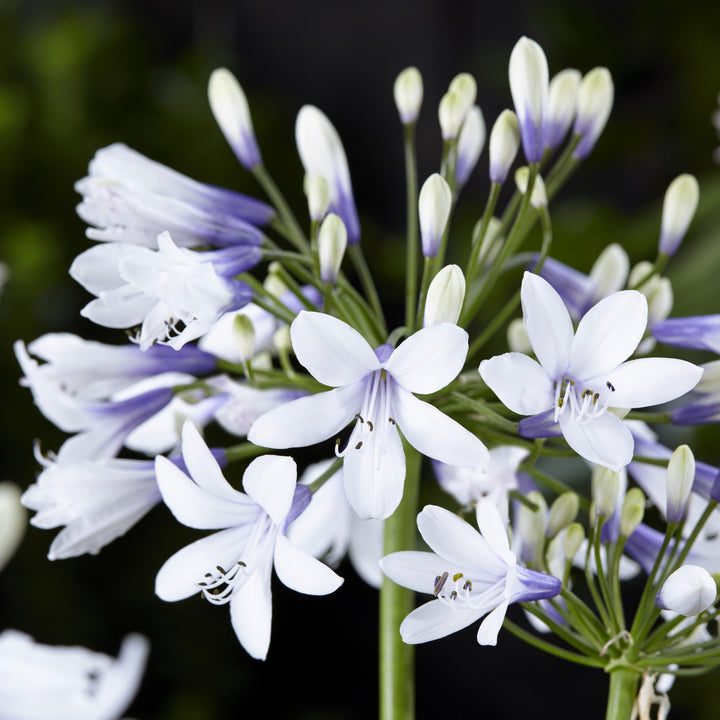 Agapanthus 'AMBIC001' ~ Monrovia® Twister Agapanthus-ServeScape