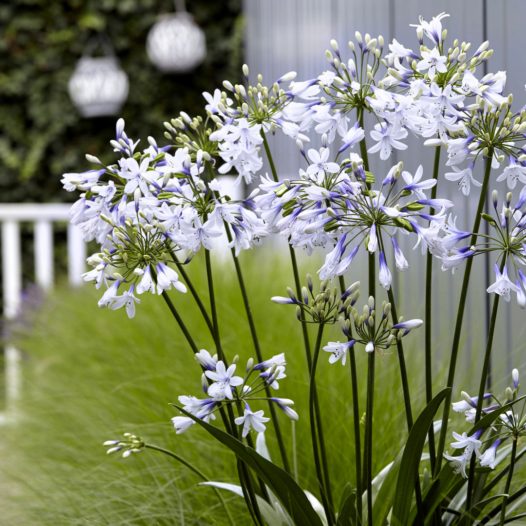 Agapanthus 'AMBIC001' ~ Monrovia® Twister Agapanthus-ServeScape