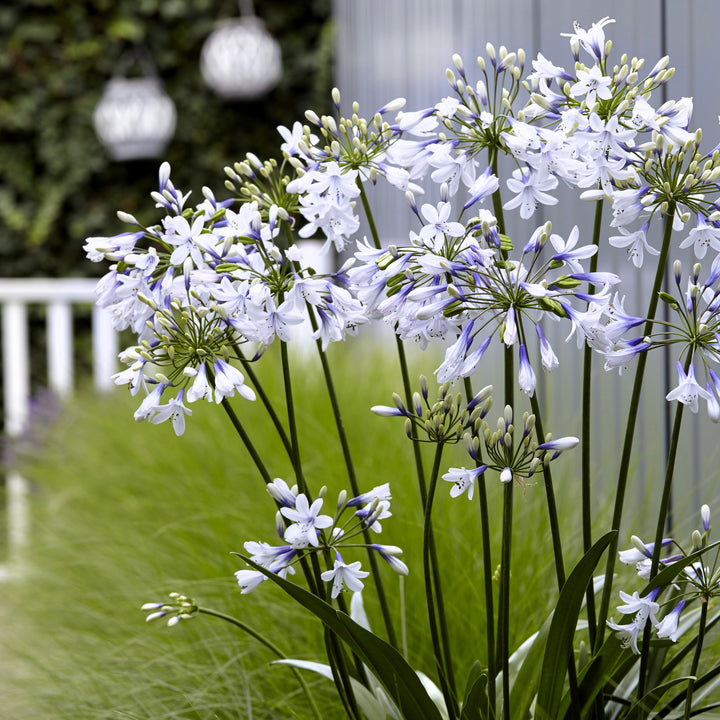 Agapanthus 'AMBIC001' ~ Monrovia® Twister Agapanthus-ServeScape
