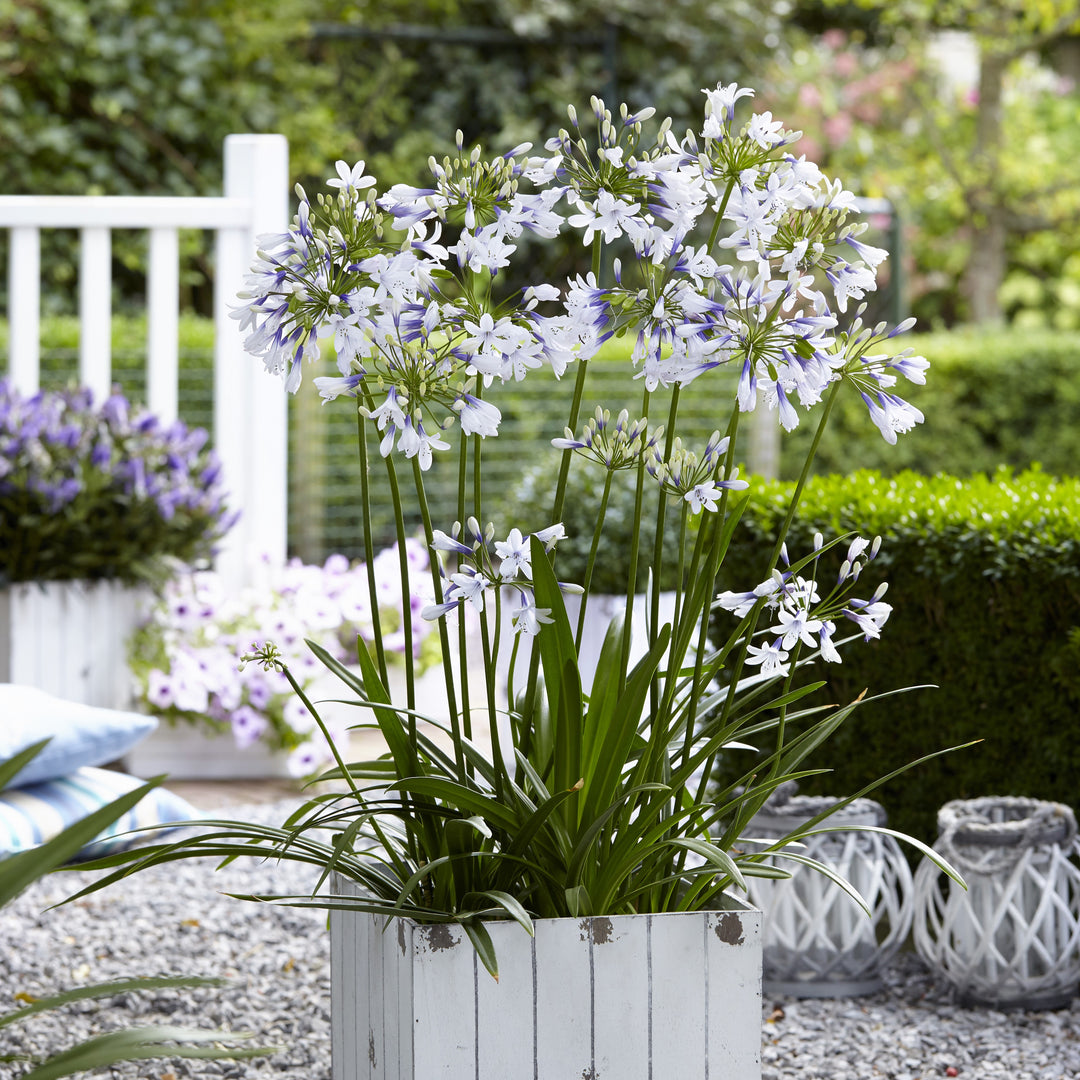 Agapanthus 'AMBIC001' ~ Monrovia® Twister Agapanthus-ServeScape