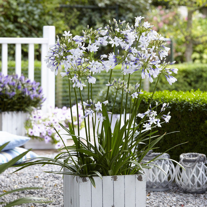 Agapanthus 'AMBIC001' ~ Monrovia® Twister Agapanthus-ServeScape