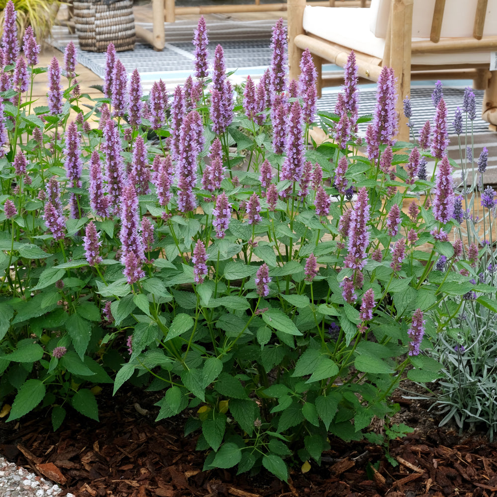 Agastache 'Agapd' ~ Beelicious® Purple Agastache-ServeScape