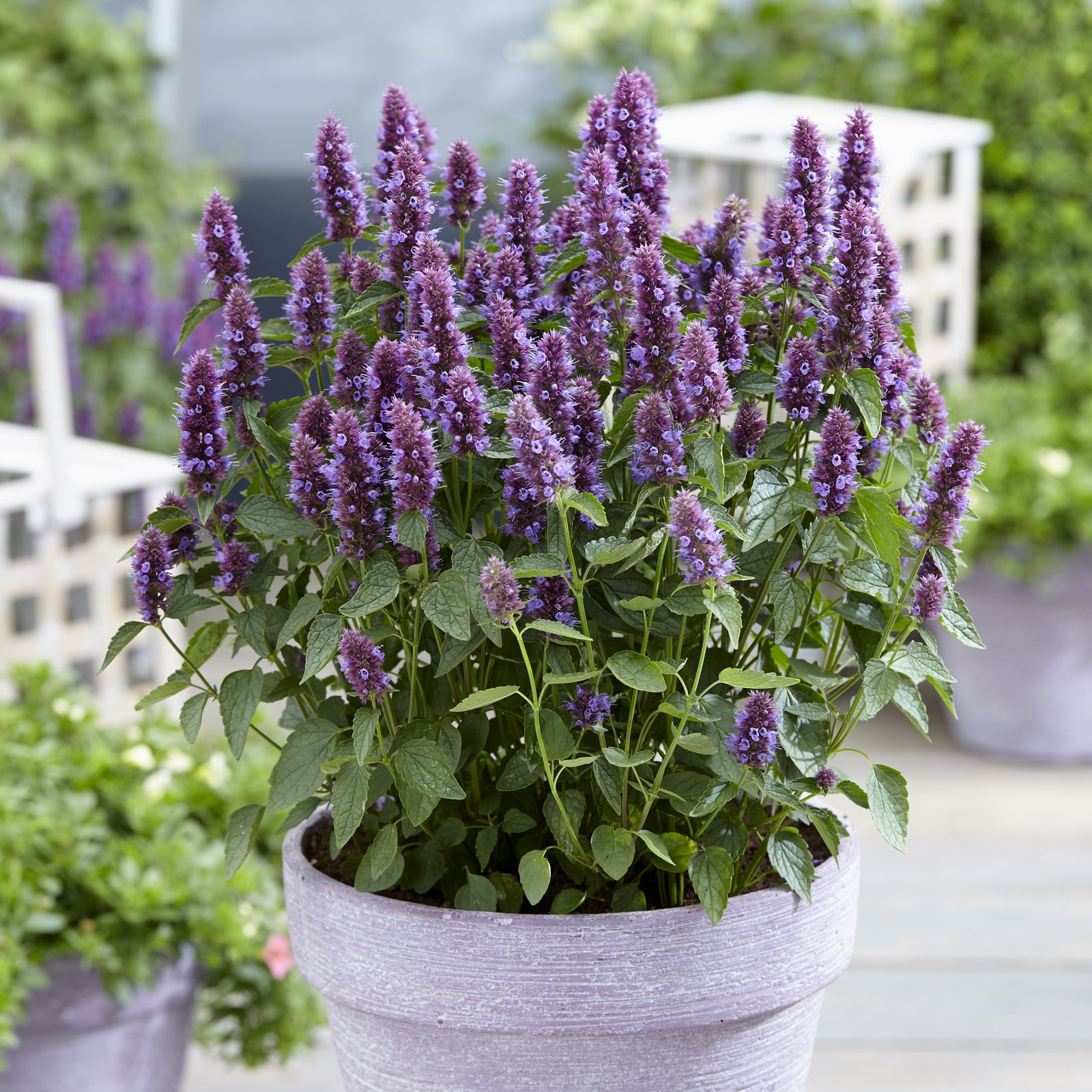 Agastache 'Agapd' ~ Beelicious® Purple Agastache-ServeScape
