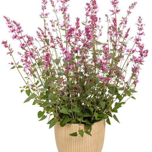 Agastache 'Royal Raspberry' ~ Meant to Bee® Royal Raspberry Agastache-ServeScape