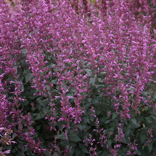 Agastache 'Royal Raspberry' ~ Meant to Bee® Royal Raspberry Agastache-ServeScape