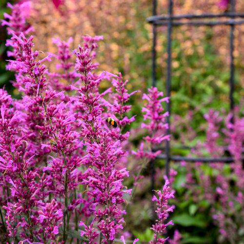Agastache 'Royal Raspberry' ~ Meant to Bee® Royal Raspberry Agastache-ServeScape