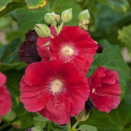 Alcea rosea 'Mars Magic' ~ Spotlight™ Mars Magic Hollyhock-ServeScape