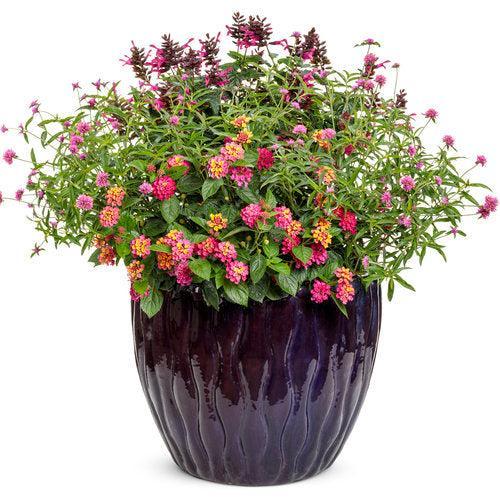 Lantana camara 'LAN 876' PP23,919 ~ PW® Luscious® Berry Blend™ Lantana-ServeScape