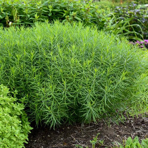 Amsonia 'String Theory' ~ String Theory Blue Star-ServeScape