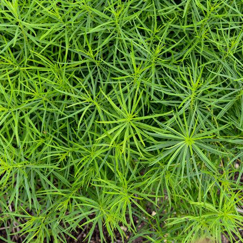 Amsonia 'String Theory' ~ String Theory Blue Star-ServeScape