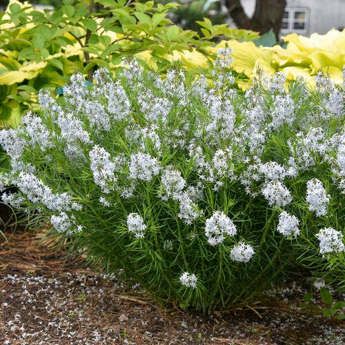 Amsonia 'String Theory' ~ String Theory Blue Star-ServeScape