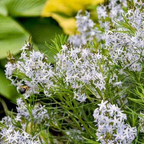 Amsonia 'String Theory' ~ String Theory Blue Star-ServeScape