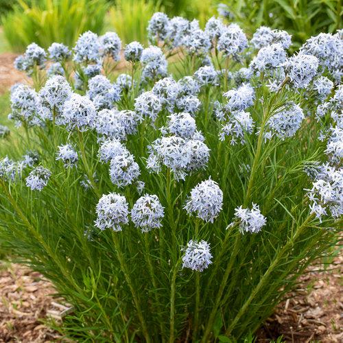 Amsonia 'String Theory' ~ String Theory Blue Star-ServeScape