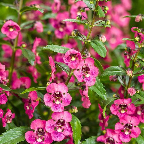 Angelonia hybrid 'Balang15434’ ~ PW® Angelface® Perfectly Pink Summer Snapdragon-ServeScape