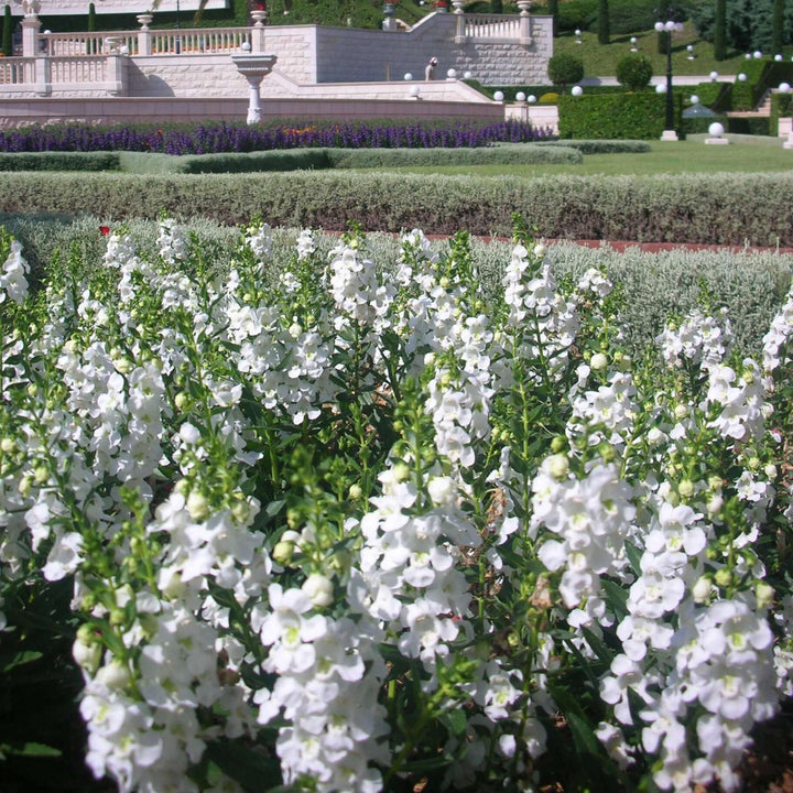 Angelonia angustifolia 'Alonia Big Snow' ~ Alonia™ Big Snow Summer Snapdragon-ServeScape