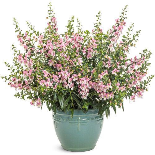 Angelonia hybrid 'ANGAF19278’ ~ PW® Angelface® Wedgewood Pink Summer Snapdragon-ServeScape