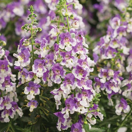 Angelonia hybrid 'ANWEDG116’ ~ PW® Angelface® Wedgewood Blue Summer Snapdragon-ServeScape